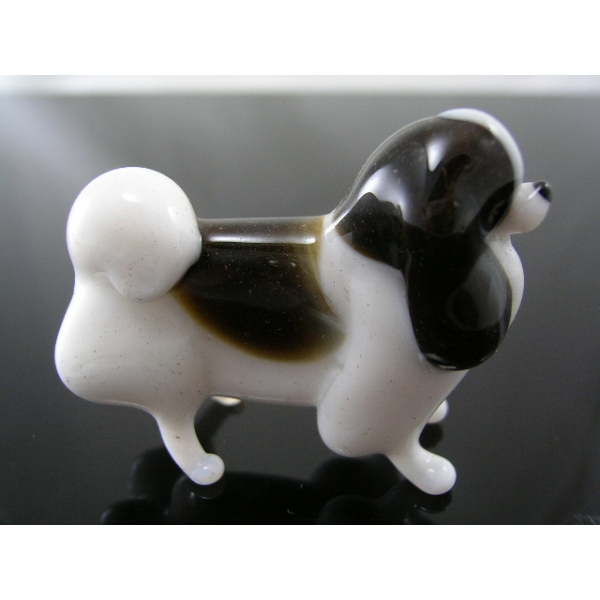 Hund-Dog-Japan Chin-Japanischer spaniel-23-15 - Glastier