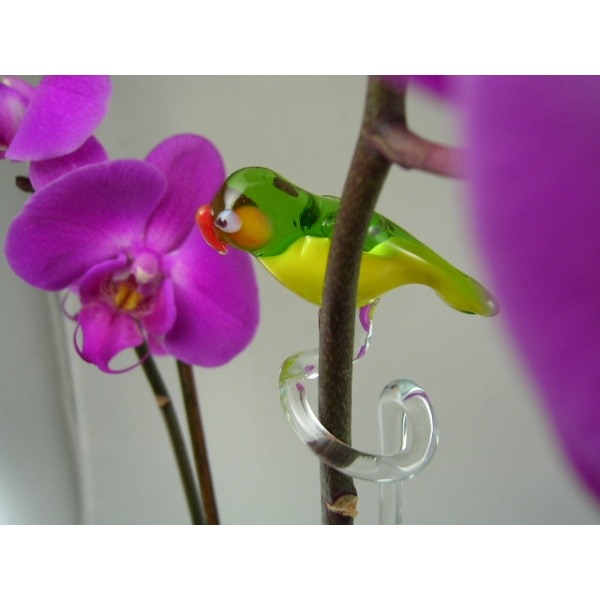 Orchideenstab Papagei 1-Parrot