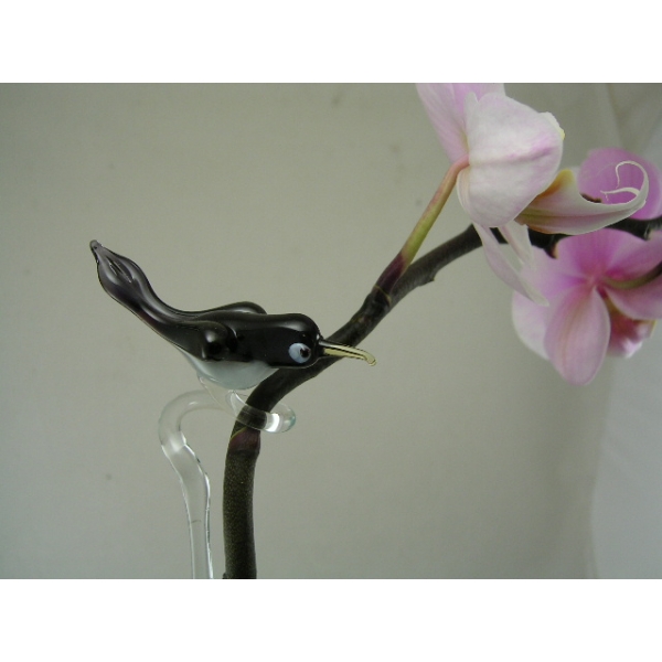 Orchideenstab Elster - Orchid Stick Bird